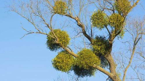Misteln: Warum Misteln zum Problem werden
