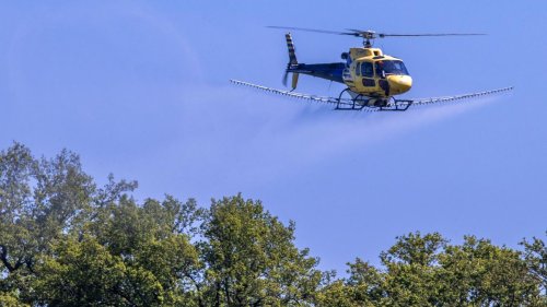 Tiere: Per Hubschrauber gegen den Eichenprozessionsspinner im Land