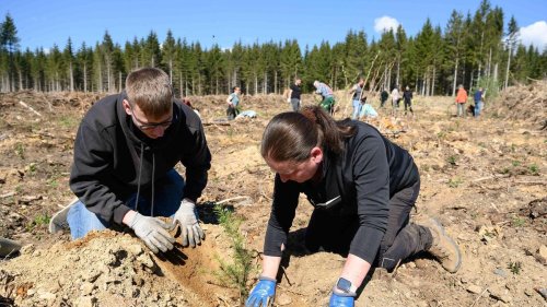 Klima: Freiwillige helfen bei Wiederaufforstung im Harz