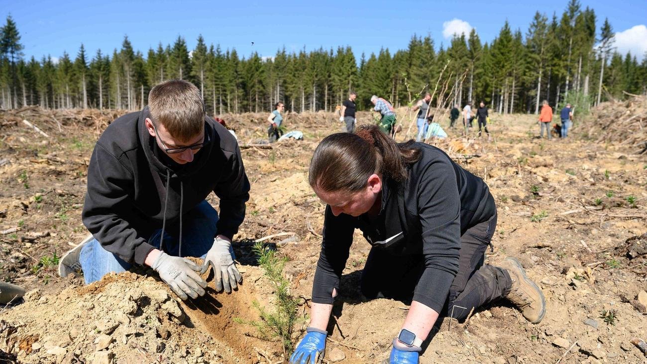 Klima: Freiwillige helfen bei Wiederaufforstung im Harz