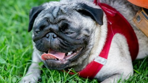 Hunde: Kranke Modehunde? Forscher prangert Zucht-Trends an