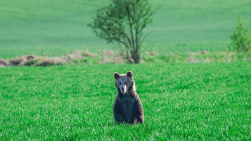 Tiere: Bären verbreiten zunehmend Angst in der Slowakei