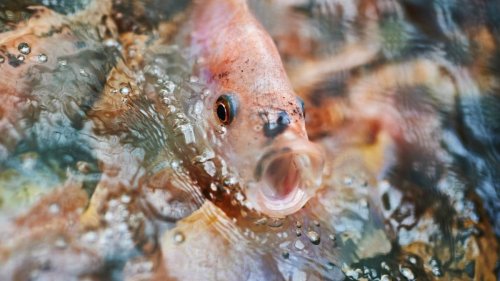 Umweltschutz: Dieser Fisch soll die Welt retten