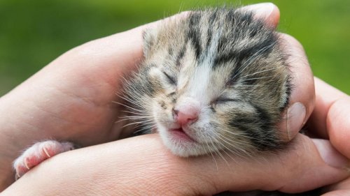 Landkreis Kaiserslautern: Katzenbabys aus Feuer gerettet