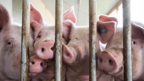Ansteckende Viruserkrankung: Briten importieren nach Tierseuche wieder deutsches Fleisch