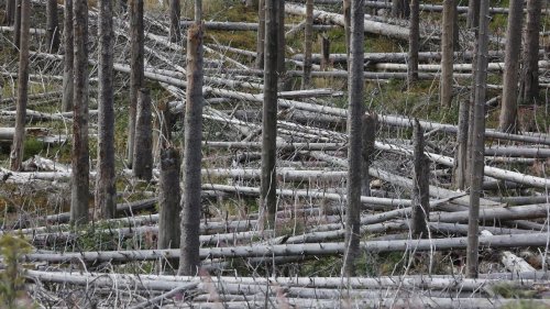 Umwelt: Nabu und Nationalpark legen Rechtsstreit um Totholz bei