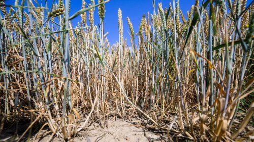 Landwirtschaft: Trockenheit trifft vor allem Niedersachsens Osten