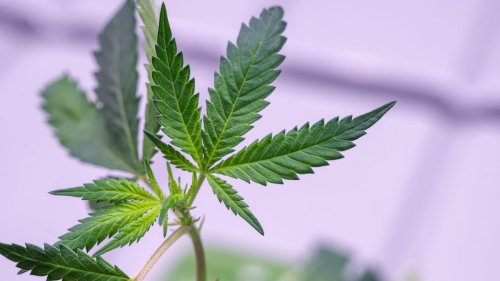 Cannabis-Legalisierung: Ministerium bremst Cannabis-Großprojekt bei Anklam