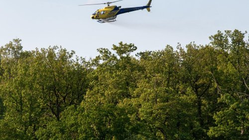Umwelt: Hubschraubereinsatz gegen Eichenprozessionsspinner im Norden