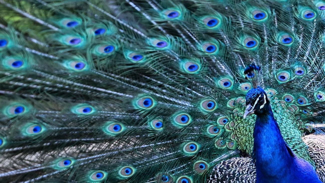 Fotografie: Bilder des Tages