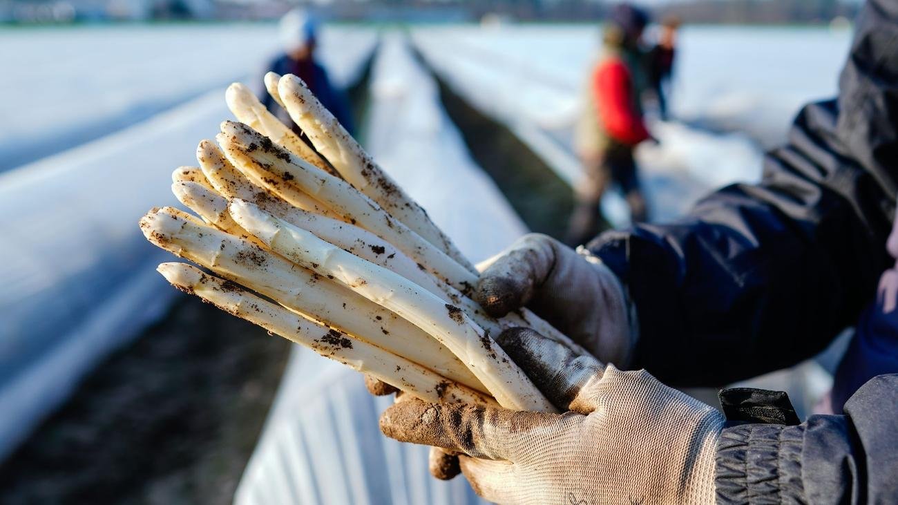 Verbraucher: Spargelsaison beginnt – erster Spargel in Teilen Badens