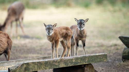 Wildgehege: Mufflon-Nachwuchs im Wildgehege Klövensteen