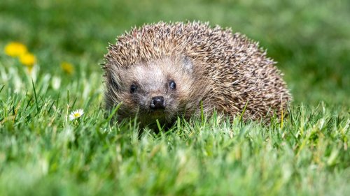 Tierschutz: Bisher kaum Nachtfahrverbote für Mähroboter zum Igel-Schutz