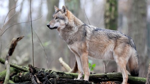 Tiere: Dialog zur umstrittenen Regulierung des Wolfsbestands