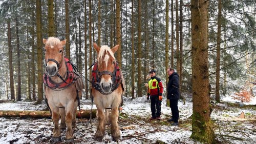 Holzfällen: PS beim Holzrücken gefragt - nur noch wenige Gespanne