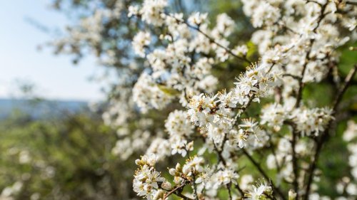 Wetter: Es wird wieder sonnig in Rheinland-Pfalz und im Saarland