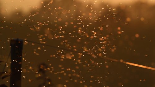 Elbvertiefung: Der tägliche Newsletter aus Hamburg: Von Mücken und E. coli: Die Badesaison ist eröffnet