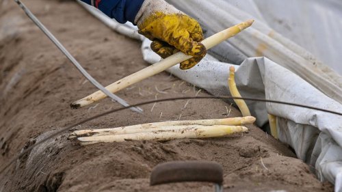 Saisonstart: Spargel-Anbau schrumpft: Angebot zu Ostern noch begrenzt