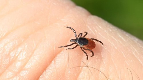 Zeckenstiche: Mehr als 160 Borreliose-Fälle in Sachsen-Anhalt