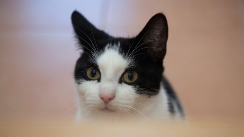 Mannheim: Politik für die Katz' ? Disput über Katzenschutz