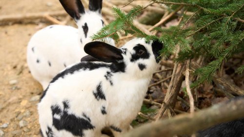 Freizeit: Nutztiere mit Kuschelfaktor: Kaninchen bei Schau in Kassel