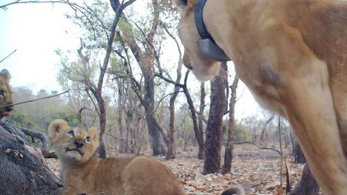 Artenschutz: Nachwuchs bei extrem bedrohten Löwen in Westafrika