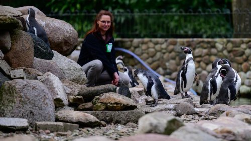 Neues Konzept: Saisonstart im Vogelpark Walsrode mit Flugshow