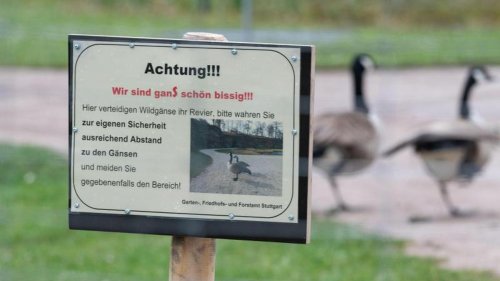 Wildgänse sorgen für Ärger an Stuttgarter Seerosenteich