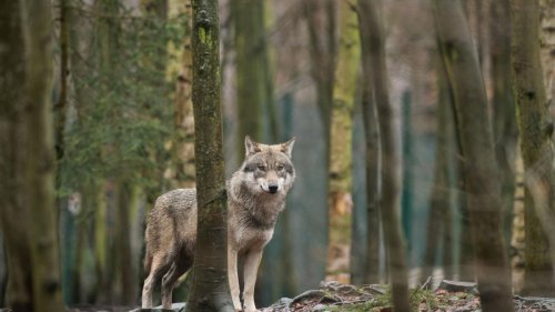 Tiere: Niedersachsen: Zweitmeiste Wolfsrudel im Ländervergleich
