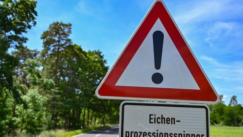 Naturschutz: Eichenprozessionsspinner in Thüringen: Bisher keine Gefahr