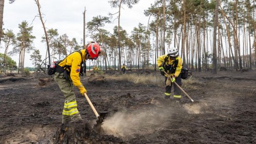 Elbe-Elster: Rettungskräfte suchen nach Glutnestern nach Waldbrand