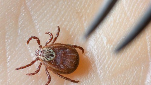 Gesundheit: Mehr Borreliose-Fälle nach Zeckenbissen in Thüringen