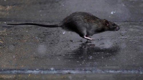 USA: New York sucht einen Rattenfänger