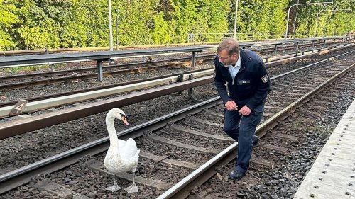 Kurioses: Schwan legt Hamburger U-Bahnlinie lahm: Schwanenvater rettet