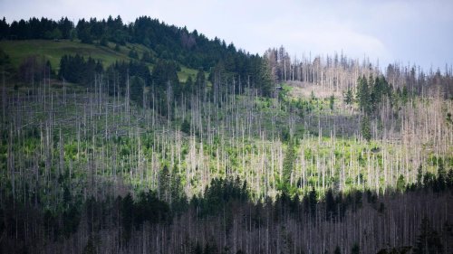 Harz: Baumsterben hat keine merklichen Auswirkungen auf Buchungen