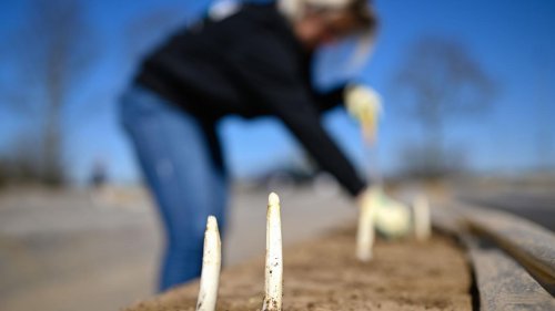 Edelgemüse: Spargelsaison in Hessen in den Startlöchern