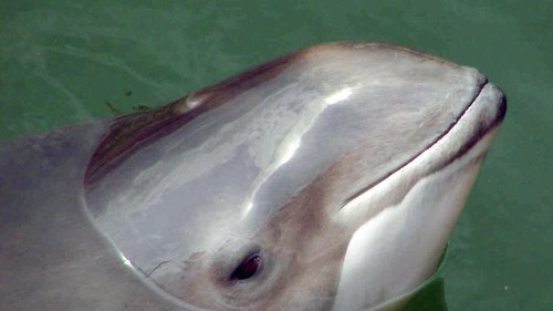 Bedrohte Meeressäuger: Immer weniger Schweinswale in der deutschen Ostsee