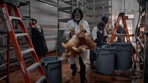 Ein Jahr Vogelgrippe bei Kühen: "Kennen Ausmaß nicht": Vogelgrippe in USA besorgt Experten