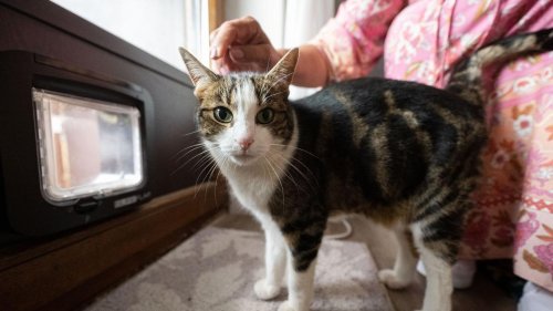 Tiere: Ausgangsverbot für Katzen in Walldorf vorzeitig beendet