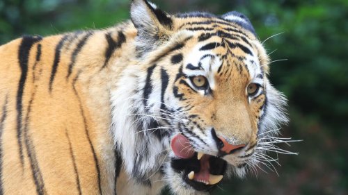 Zoo Magdeburg: Tigerdame Stormi bringt Fünflinge in Magdeburg zur Welt