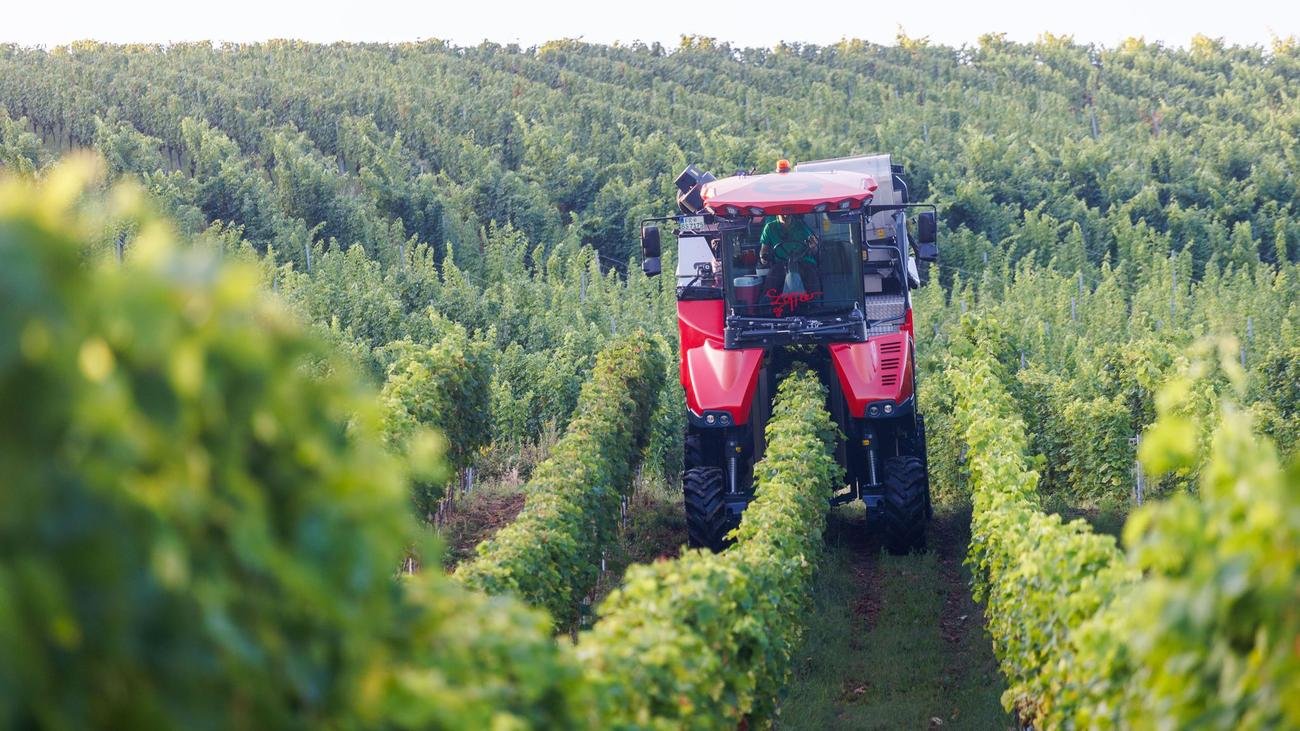 Weinanbau: Neue Rebsorten werden immer wichtiger
