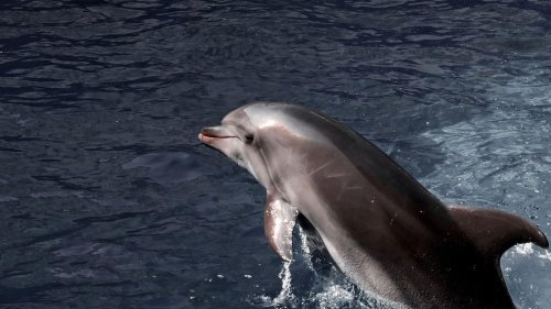 Tiere: Tausende Delfine im Schwarzen Meer wegen Kriegs verendet