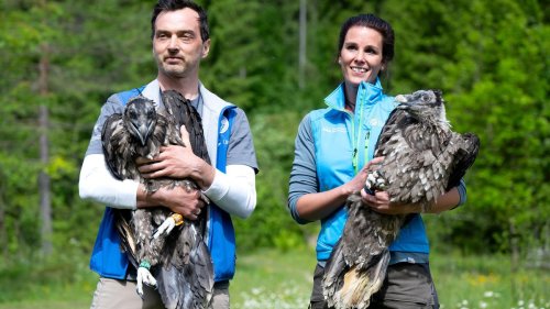 Vogelwild: Dahoam is dahoam: Häusliche Geier im Nationalpark