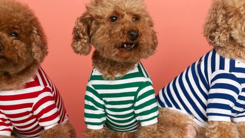 Pitti Pets: Wenn Pullover auf den Hund kommen
