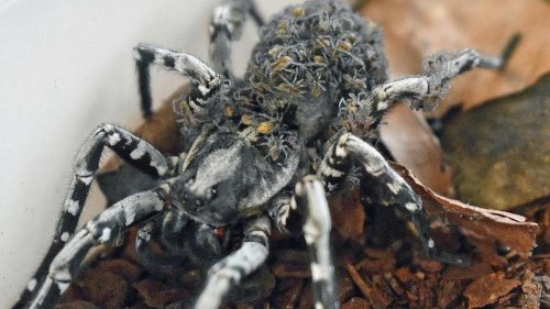 Tiere: Riesige Spinne bekommt Nachwuchs im Zoo Münster