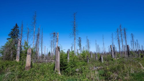Natur: Zehn Jahre Nationalpark - Wie die Natur die Regie übernimmt