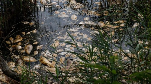 Umweltkatastrophe in der Oder: Polnische Wissenschaftler bestätigen Algen als Grund für Fischsterben