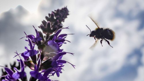 Tiere: Mitmachaktion: Naturschutzbund ruft zum Insektenzählen auf
