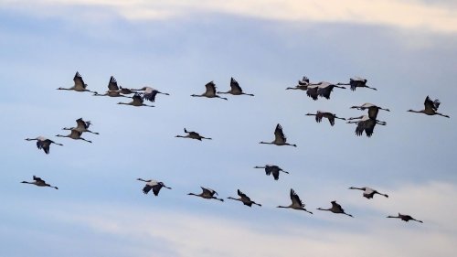 Vogelschutz: Todesfalle Fenster - wie Vögel geschützt werden können