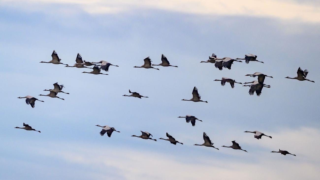 Vogelschutz: Todesfalle Fenster - wie Vögel geschützt werden können